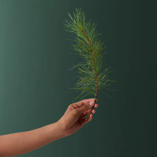 Aveda Sap Moss shampoo and conditioner duo social post with campaign headline, by The Charles Group