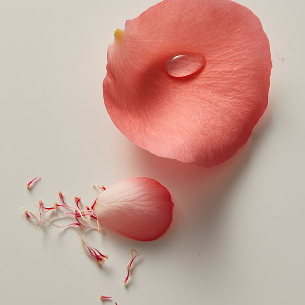 Kjaer Weis still life product photography in natural light, shot and produced by The Charles Group
