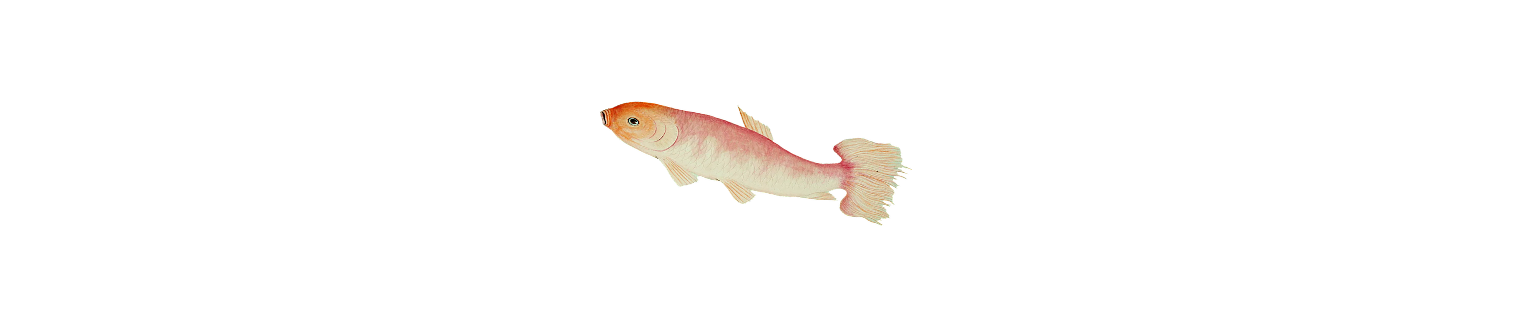 Delicate vintage-style illustration of a pink and white koi fish on a white background, from The Charles Group's To Dream Again campaign