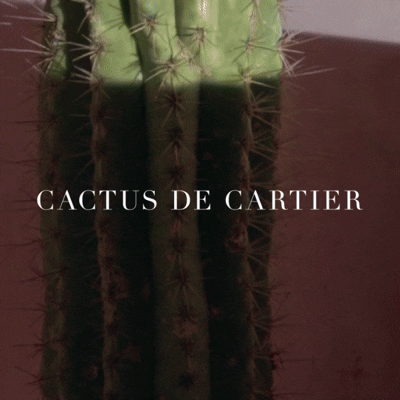 Social content created for Cartier's luxury digital campaign