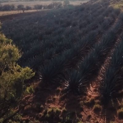 Aerial view of blue agave rows growing in the Jalisco highlands, used in Cincoro tequila's 'Of the Earth' brand campaign