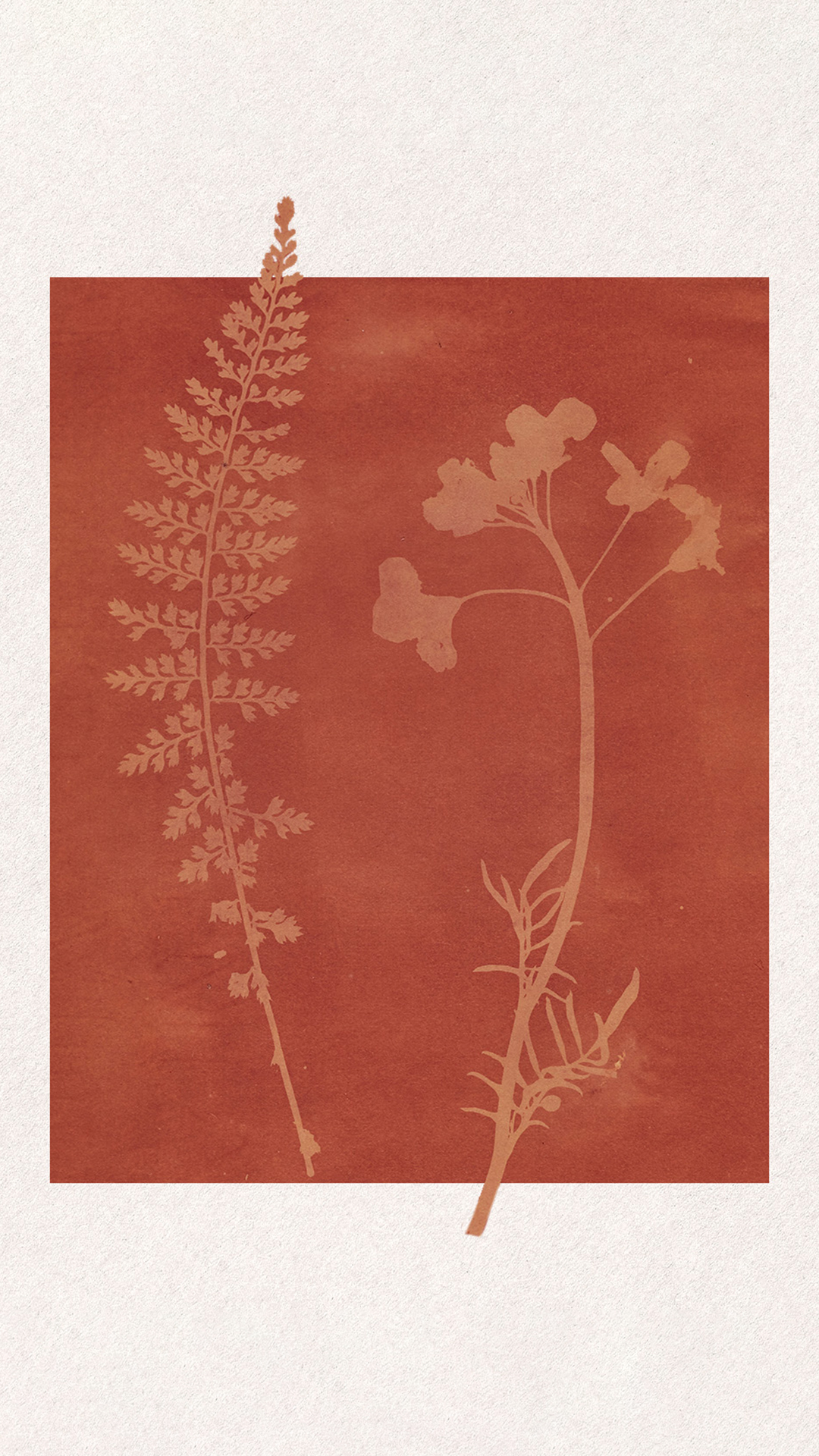 Botanical cyanotype-style print showing pressed fern and wildflower silhouettes on a terracotta background, part of the St. Regis Nashville brand identity system