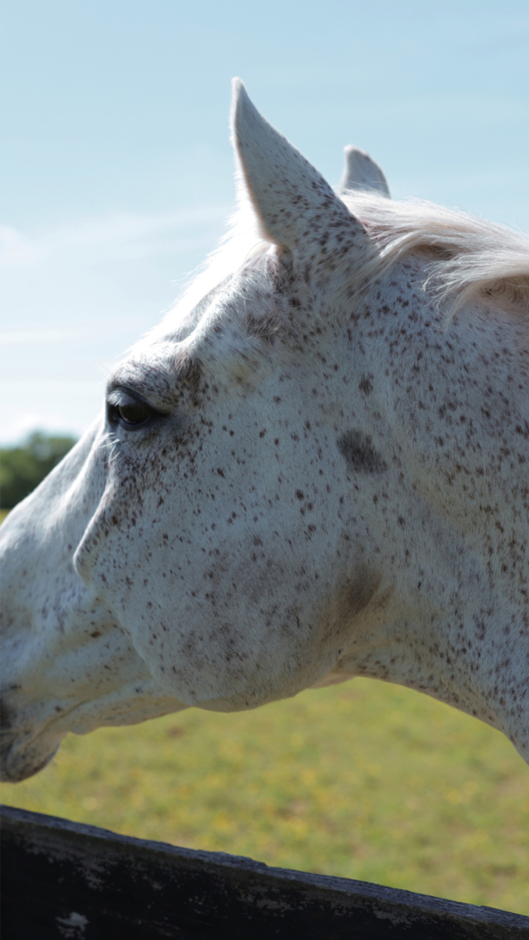 Close-up portrait of a dapple-grey horse against an open field, evoking the heritage and grace of St. Regis Residences Nashville