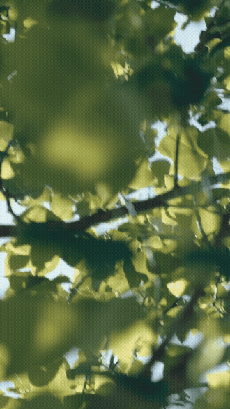 Slow-motion close-up of sunlit green leaves and branches, part of the St. Regis Residences Nashville brand identity campaign