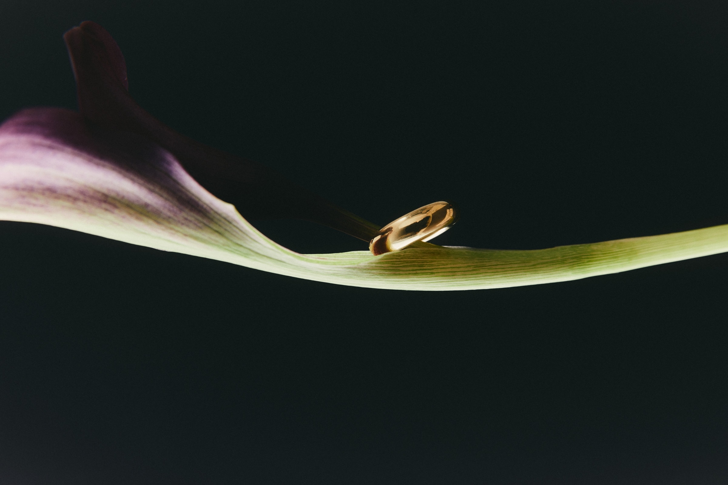 Gold ring on flower petal, hero image for The Charles Group's luxury brand marketing guide